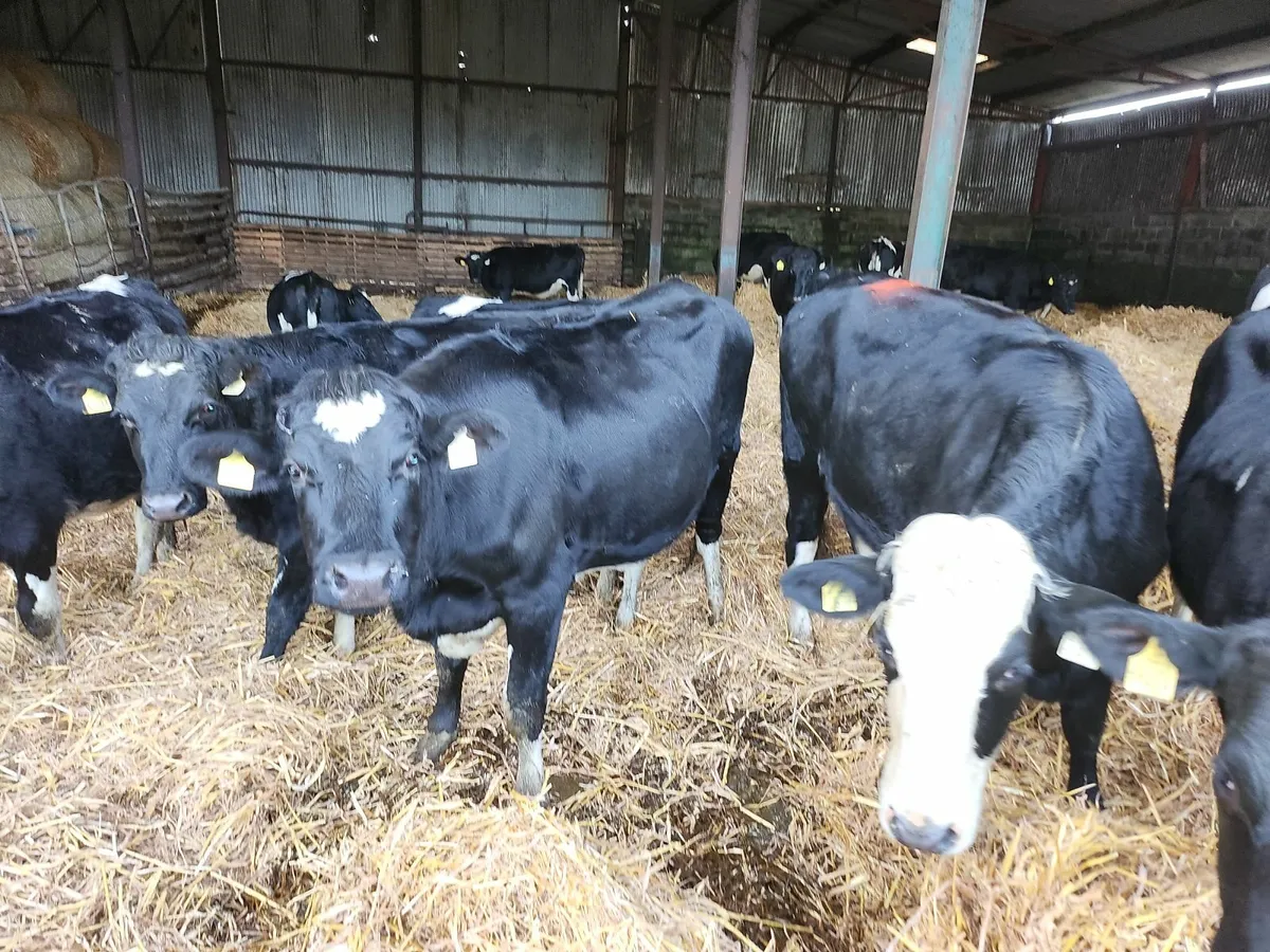 Incalf heifers - Image 2