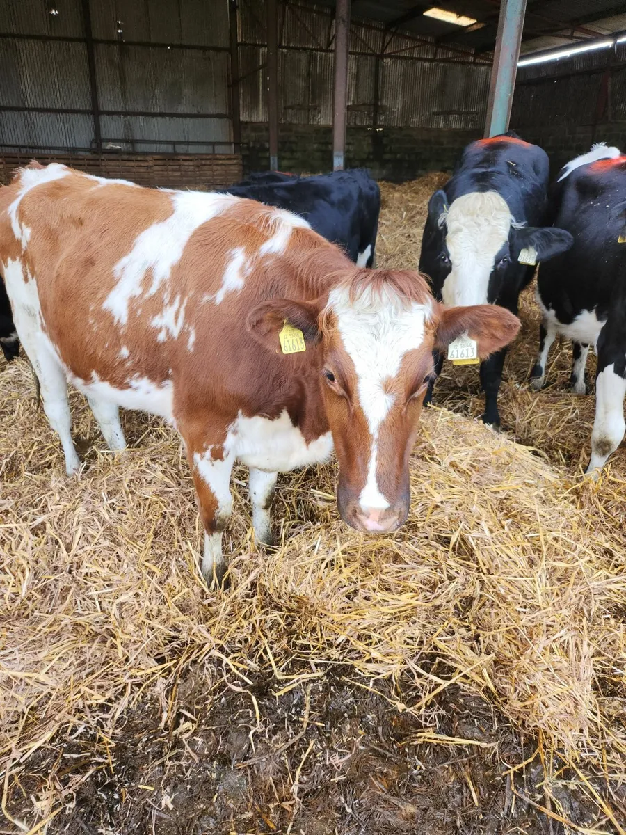Incalf heifers - Image 3