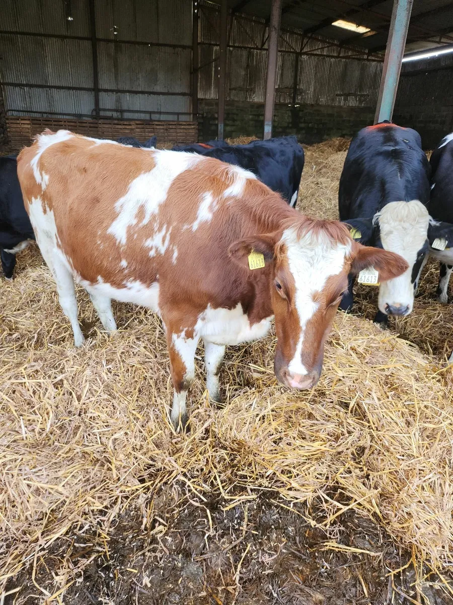 Incalf heifers - Image 4