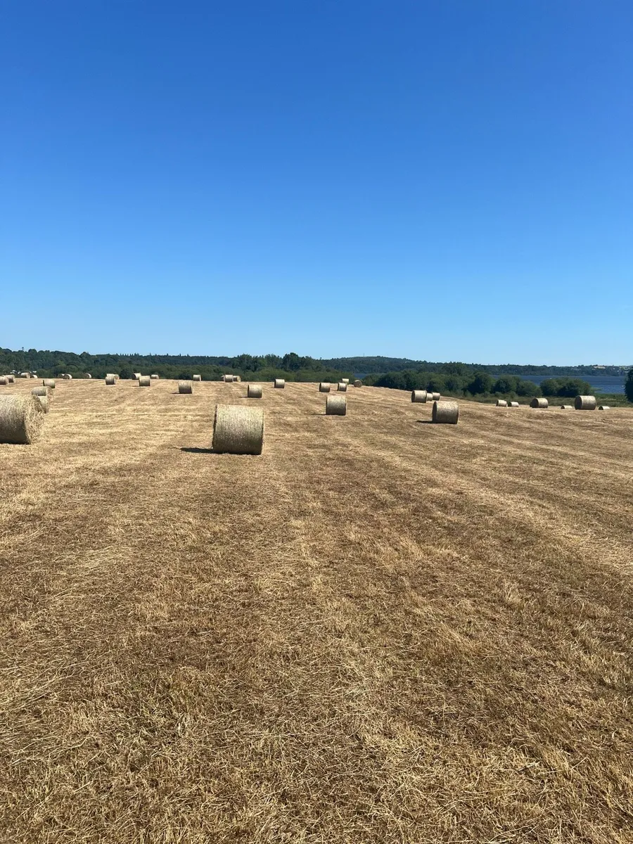 Haylage - Image 2