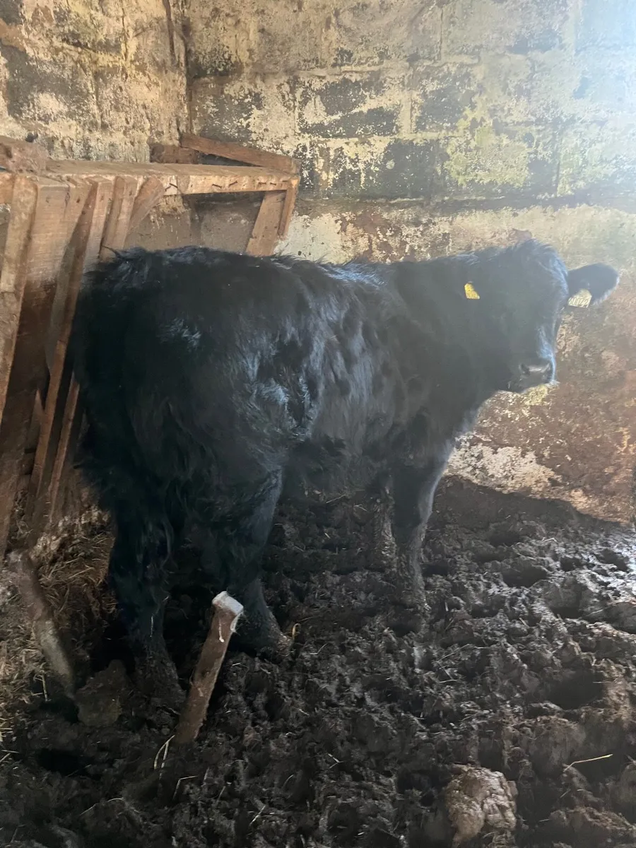 Show quality bb breeding heifer - Image 2