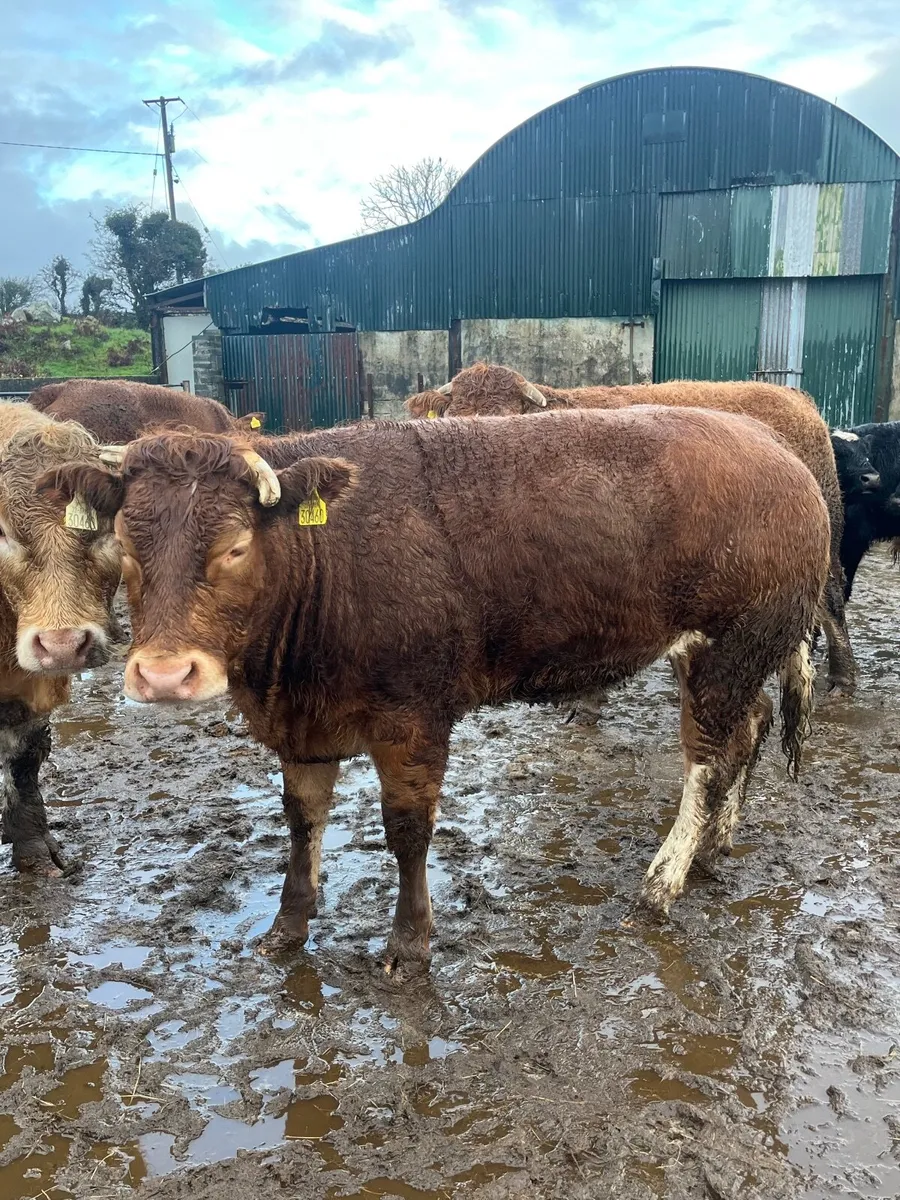 Show quality bb breeding heifer - Image 1