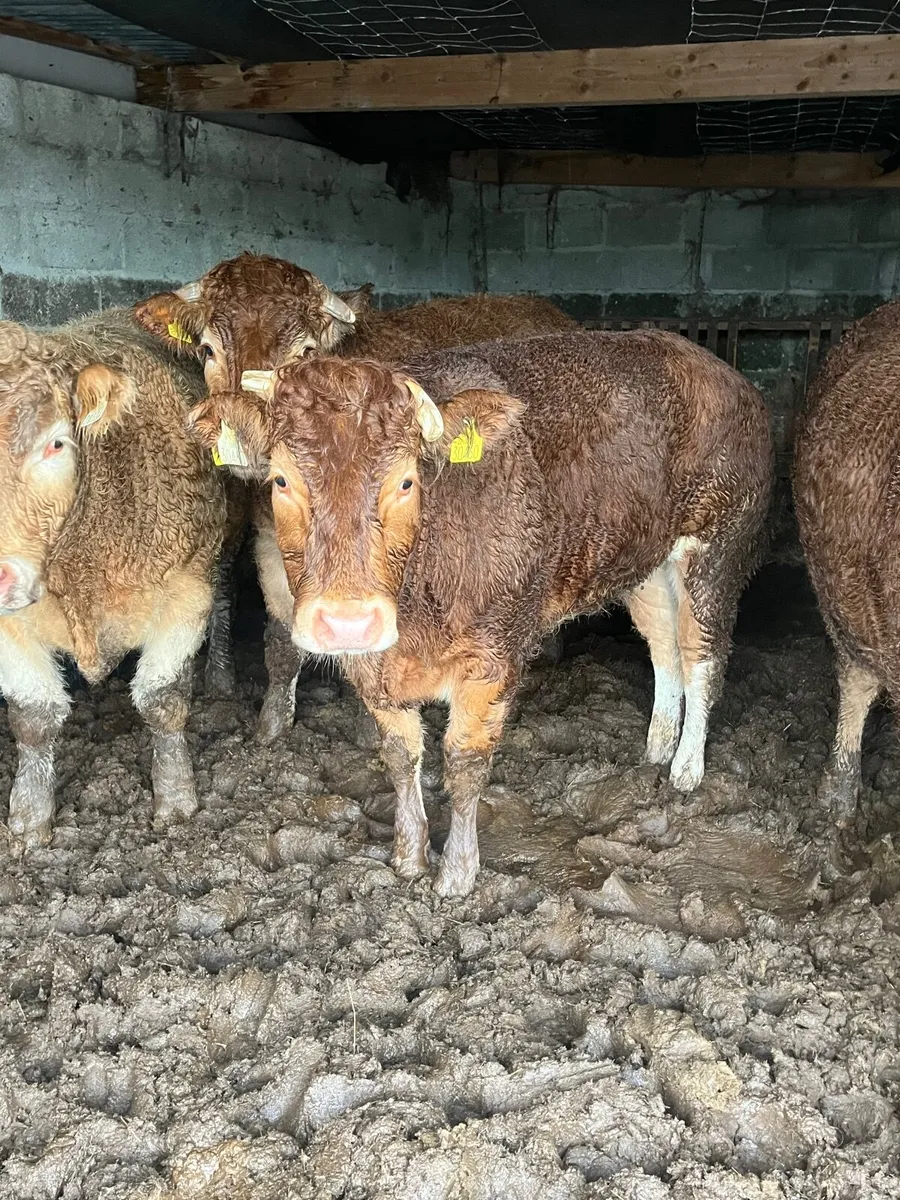 Show quality bb breeding heifer - Image 3