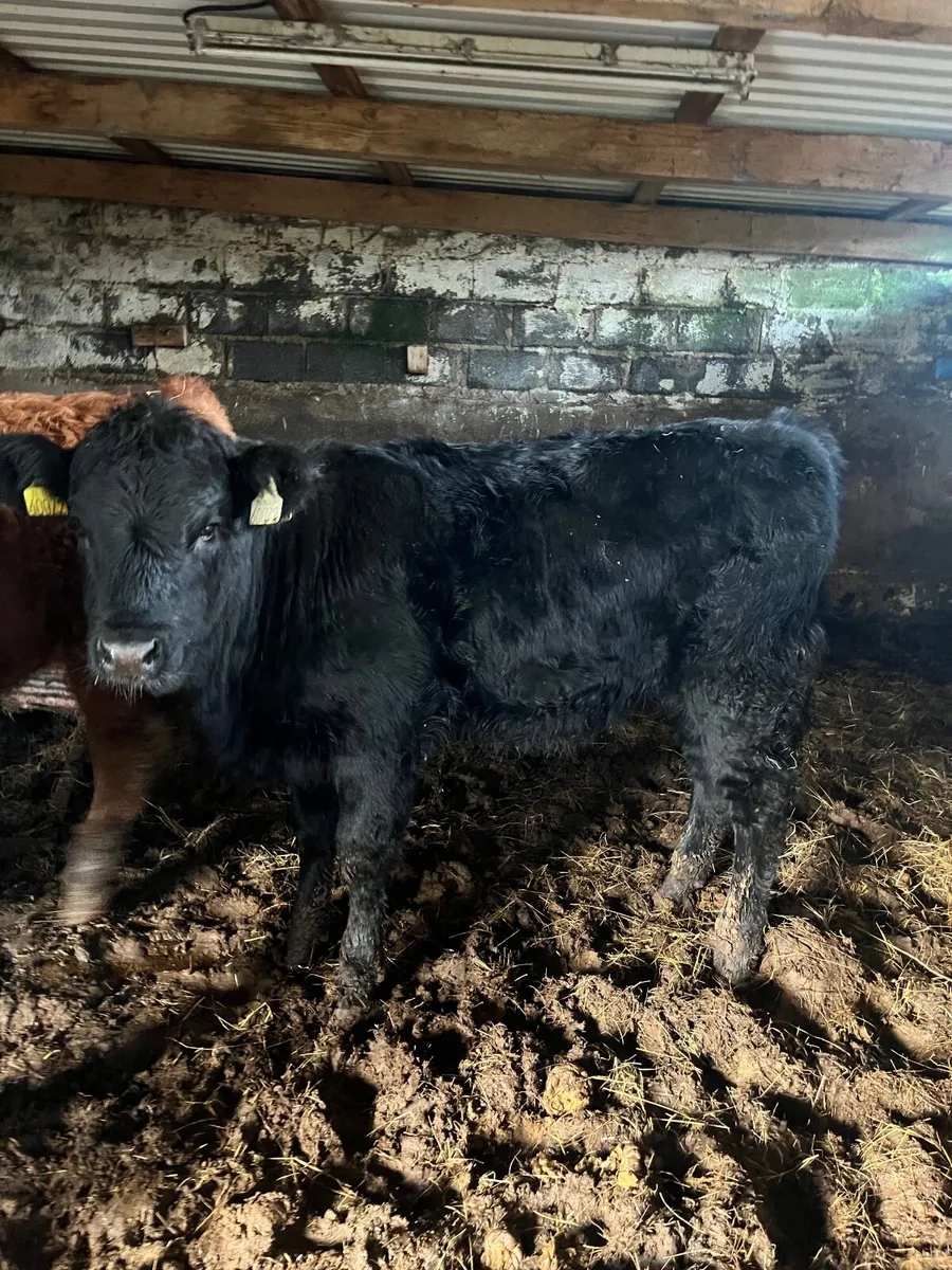 Show quality bb breeding heifer - Image 4