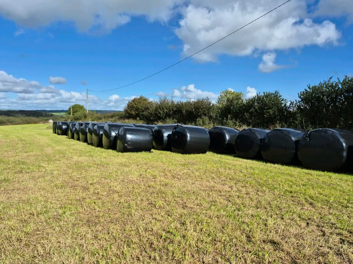Winter Feeding Silage Bales - Image 2