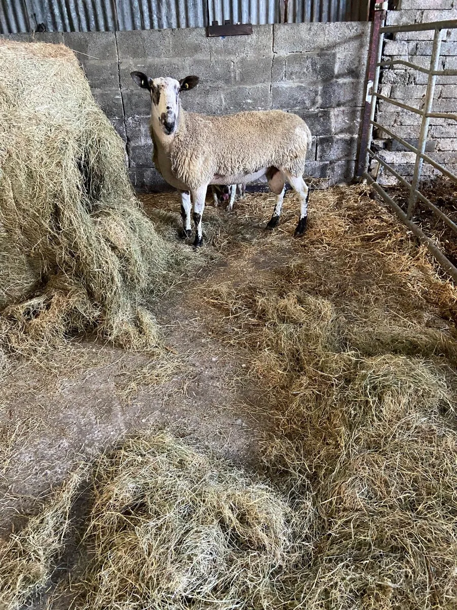 Blue Leicester Ram - Image 2