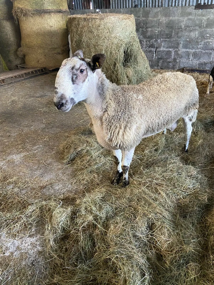 Blue Leicester Ram - Image 1