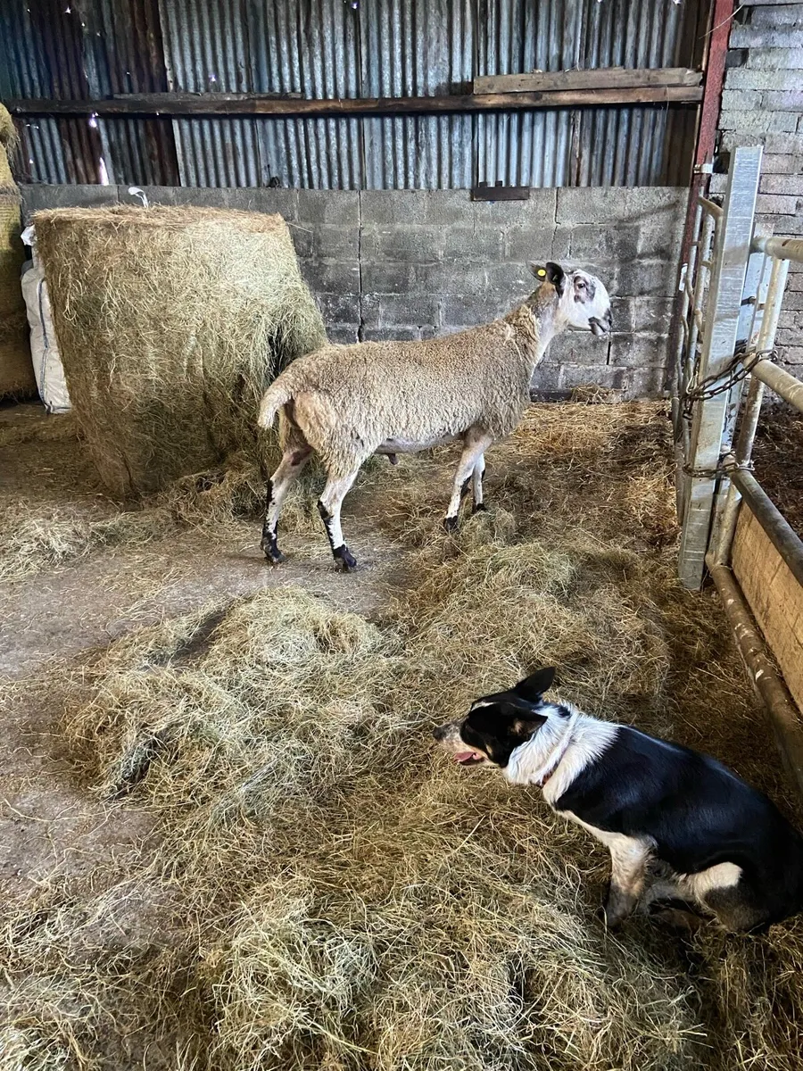 Blue Leicester Ram - Image 3