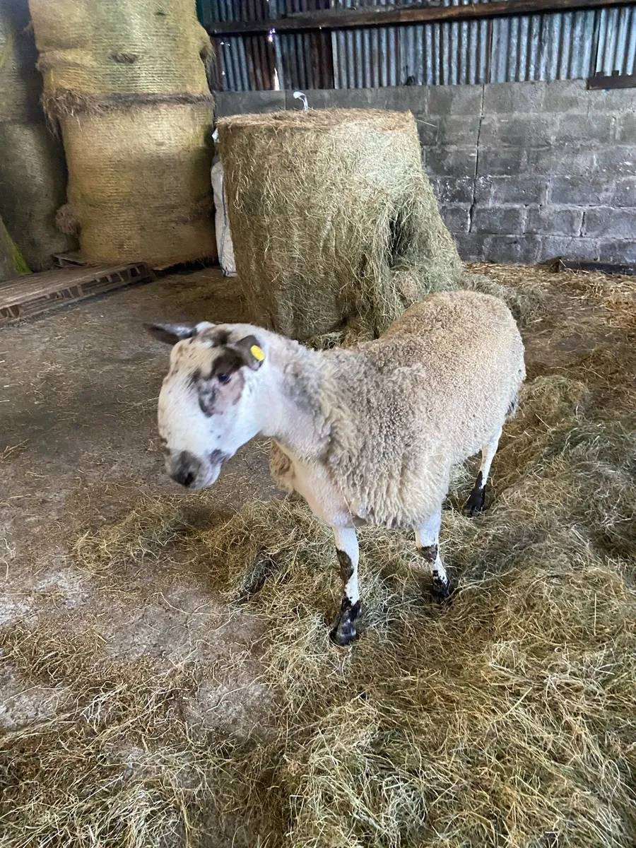 Blue Leicester Ram - Image 4