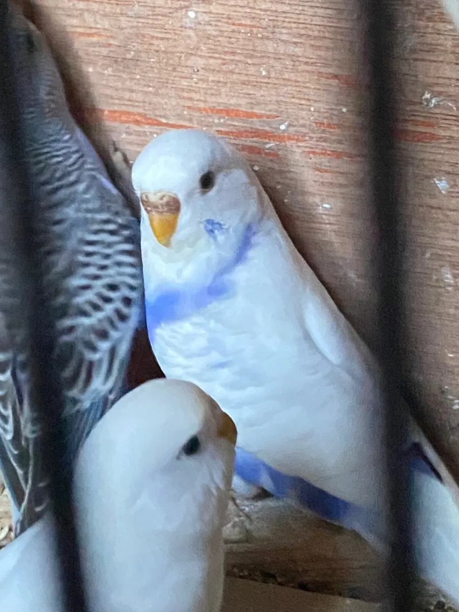 Budgies - Image 2