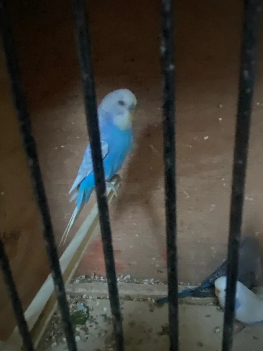 Budgies - Image 3