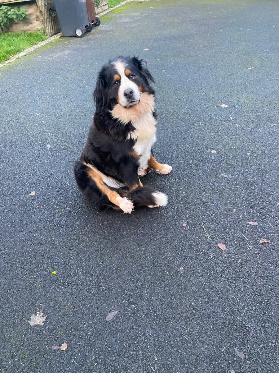Snooker table light - Image 4