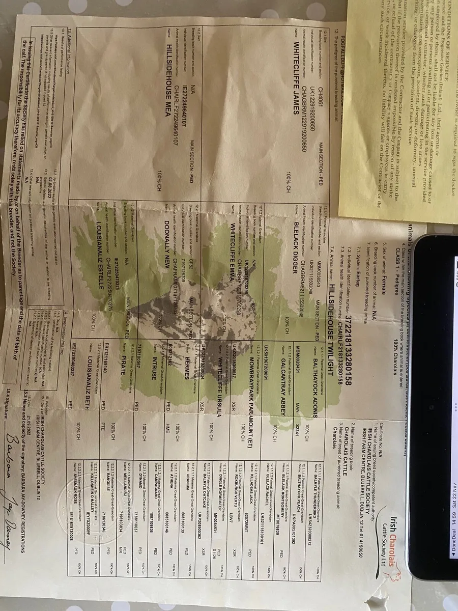 Charolais Heifer - Image 2