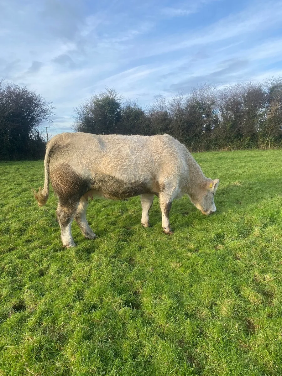 Charolais Heifer - Image 3