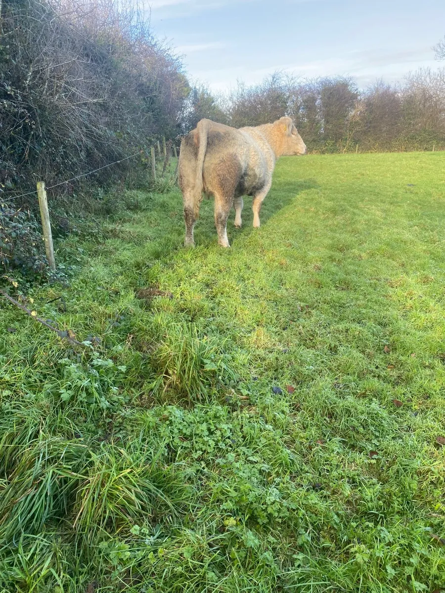 Charolais Heifer - Image 1