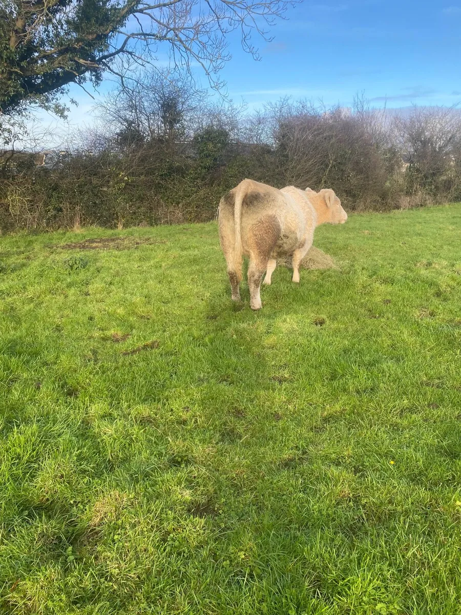 Charolais Heifer - Image 4