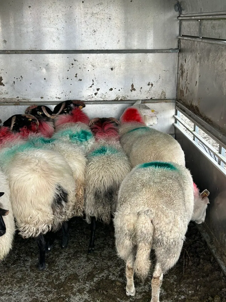 Black faced horney hoggets !! - Image 2