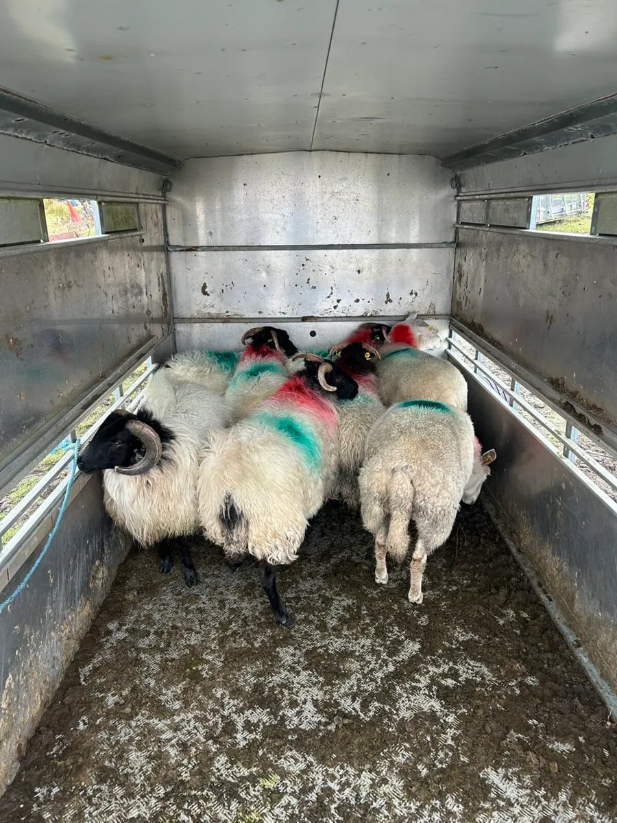 Black faced horney hoggets !! - Image 4