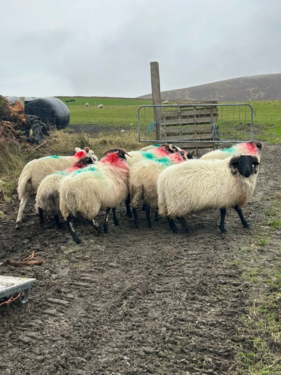 Black faced horney hoggets !! - Image 1