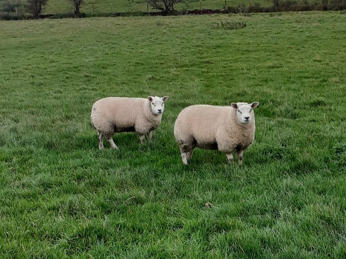Two Beltex Ewe Lambs - Image 1
