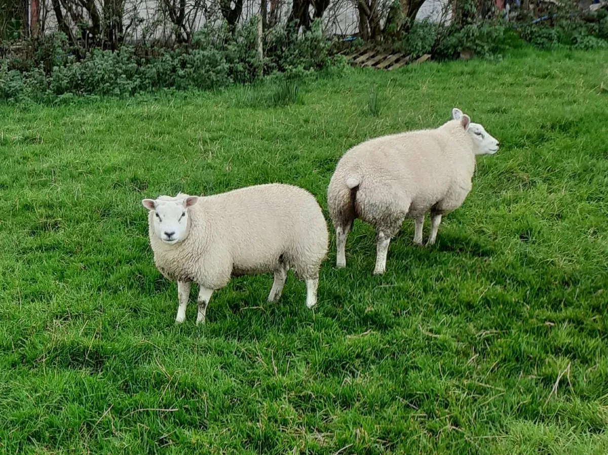 Two Beltex Ewe Lambs - Image 2