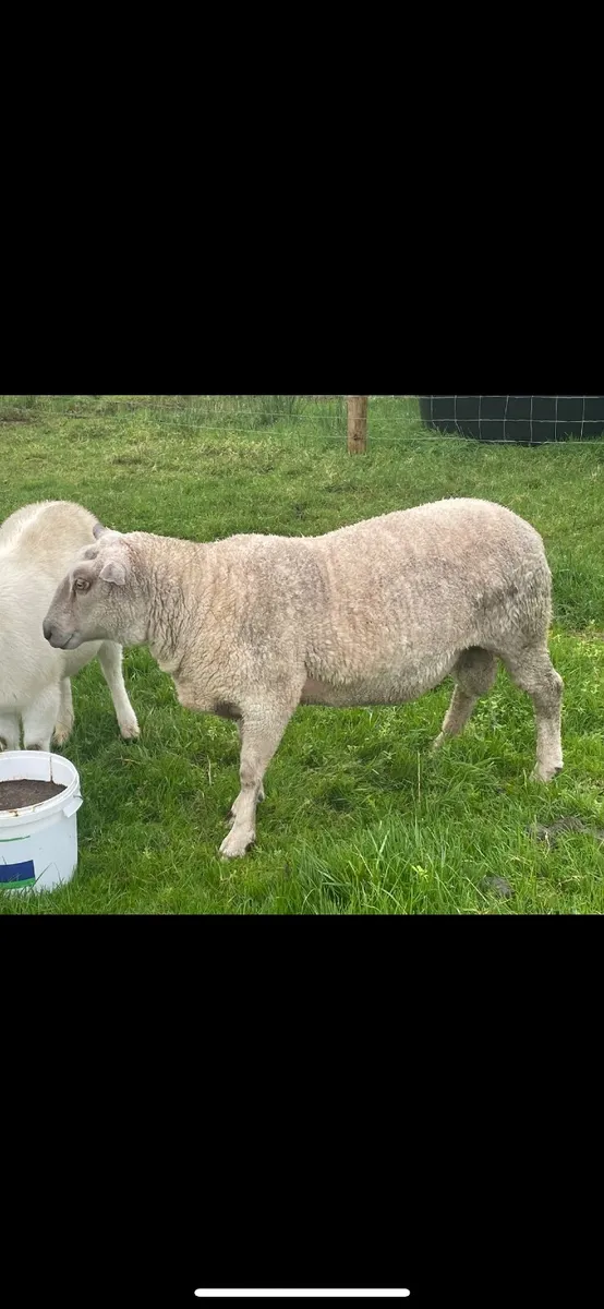 3 Year Old Charolais Ram  P.B.N.R - Image 1