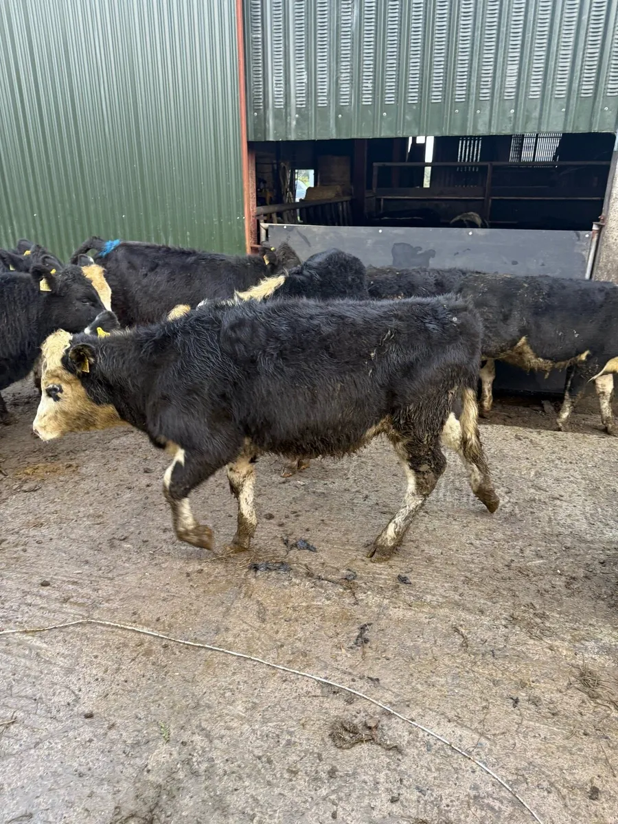 Angus and white head runners - Image 2