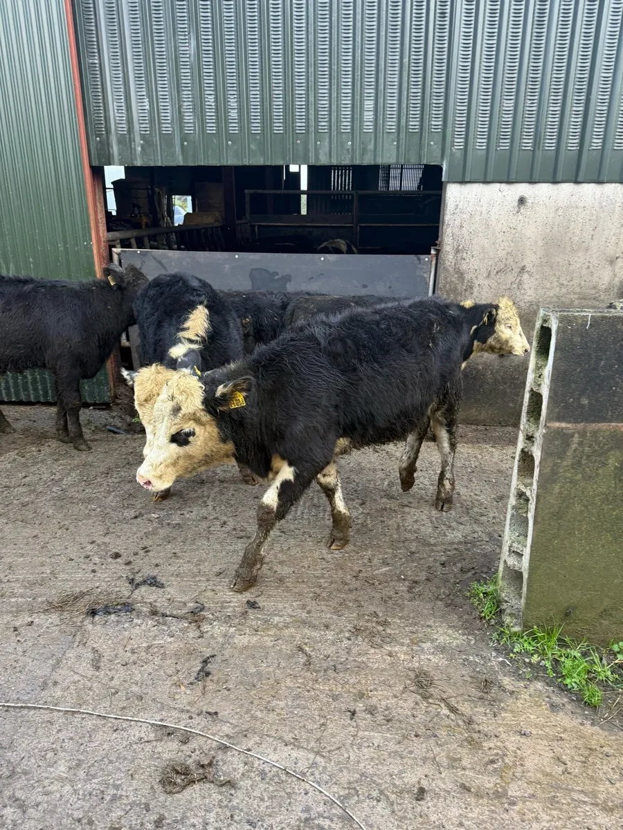 Angus and white head runners - Image 3