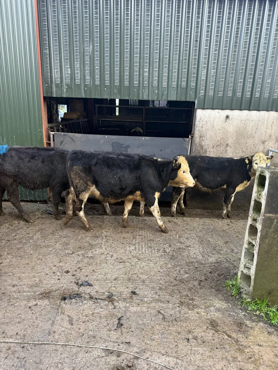 Angus and white head runners - Image 4