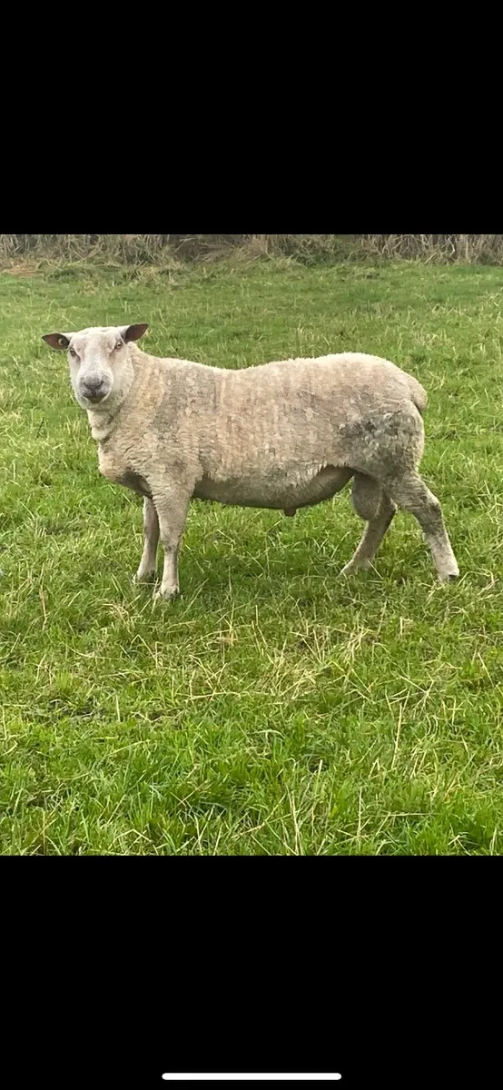 3 Year Old Charolais Ram  P.B.N.R - Image 2