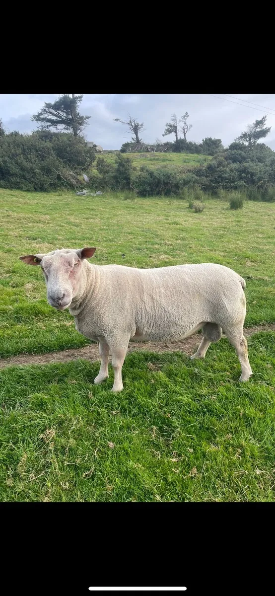 3 Year Old Charolais Ram  P.B.N.R - Image 3