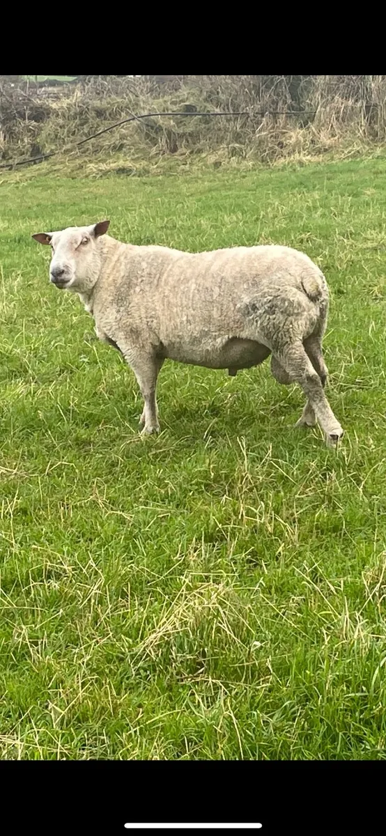 3 Year Old Charolais Ram  P.B.N.R - Image 4