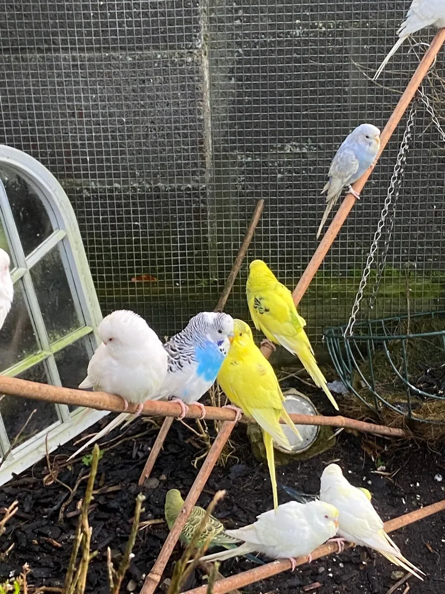 Budgies - Image 1