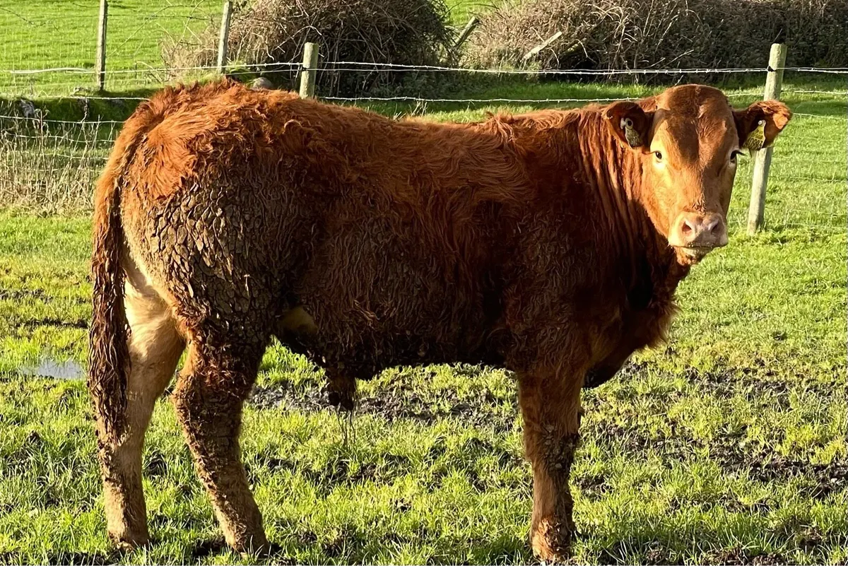 5 star Pedigree Limousin Bulls - Image 1