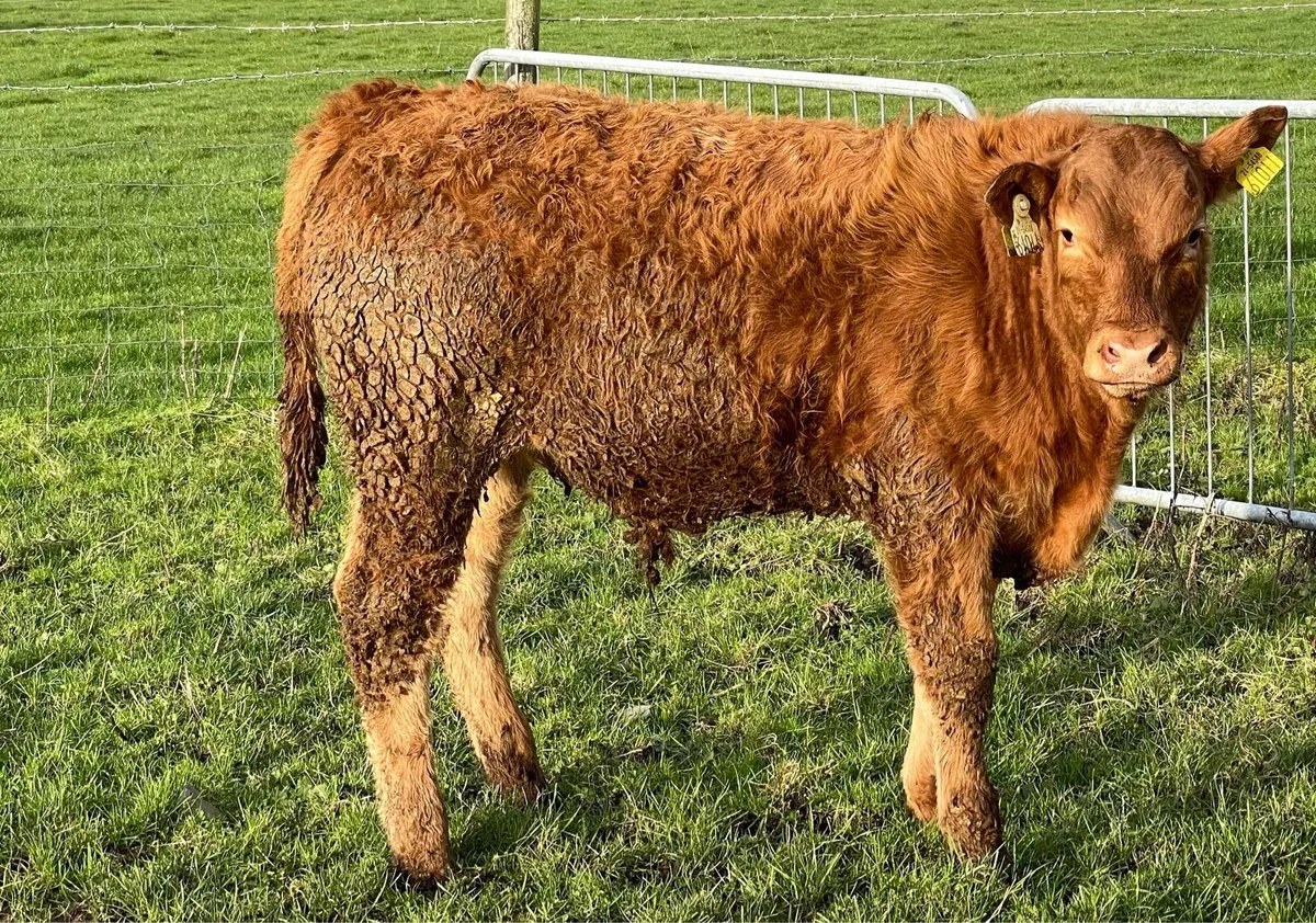 5 star Pedigree Limousin Bulls - Image 3