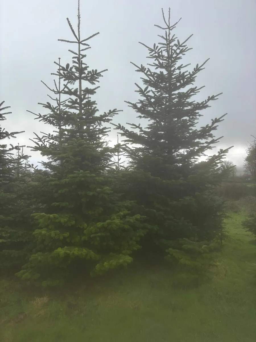 Christmas Trees - Image 1