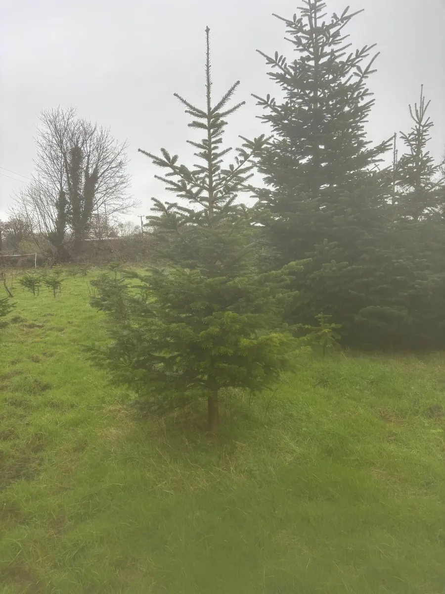 Christmas Trees - Image 2