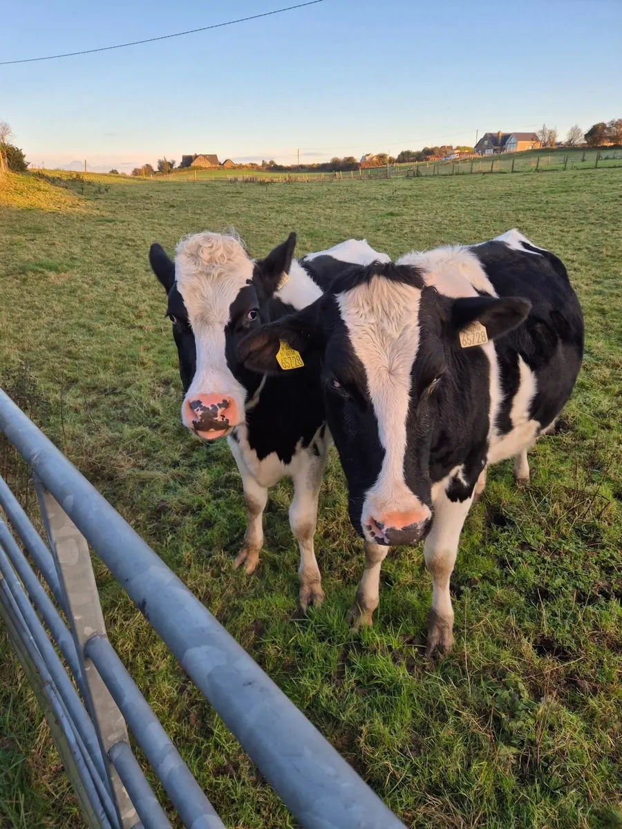 British friesian Heifers - Image 1
