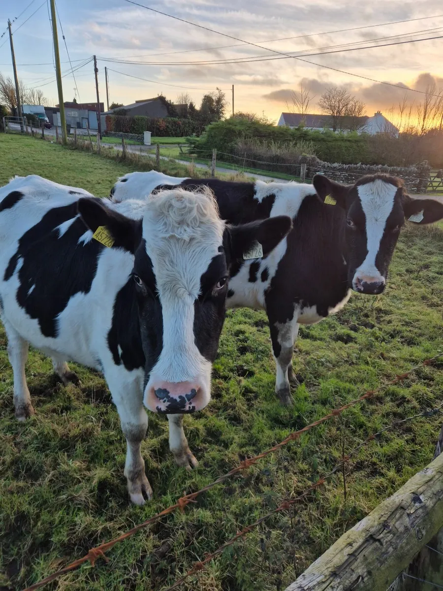 British friesian Heifers - Image 2