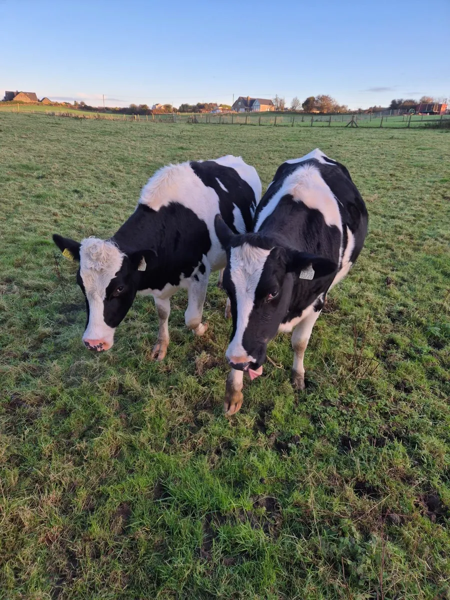 British friesian Heifers - Image 3