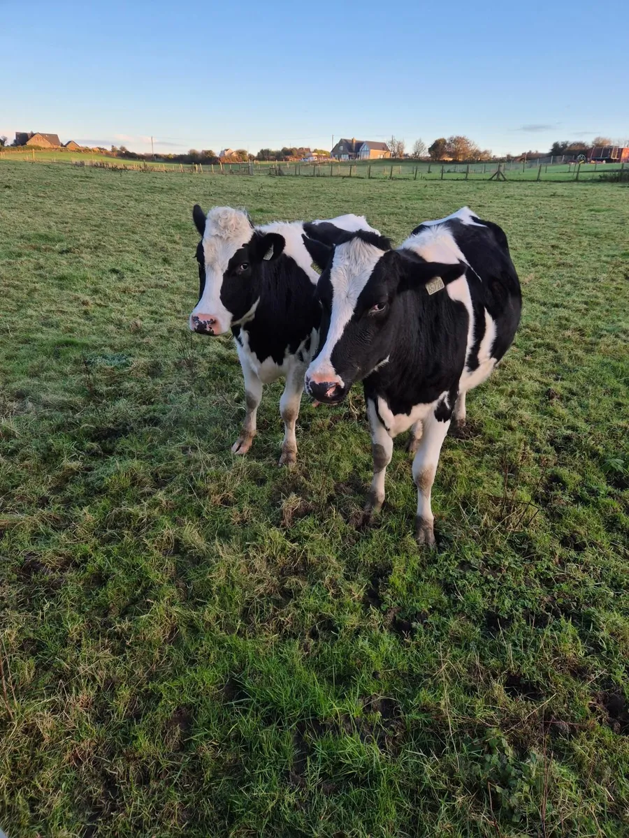 British friesian Heifers - Image 4