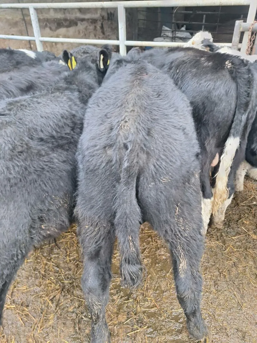 Weanling bulls - Image 1