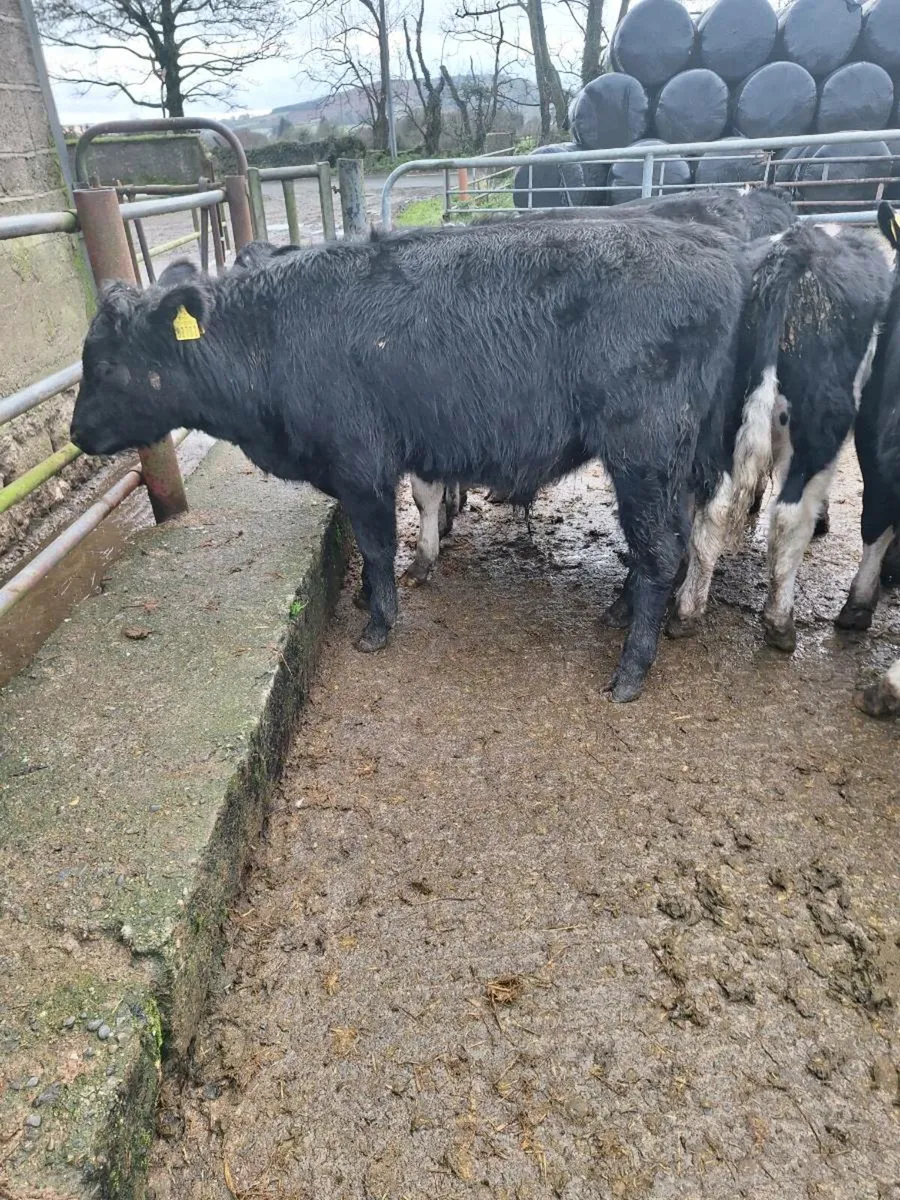 Weanling bulls - Image 2