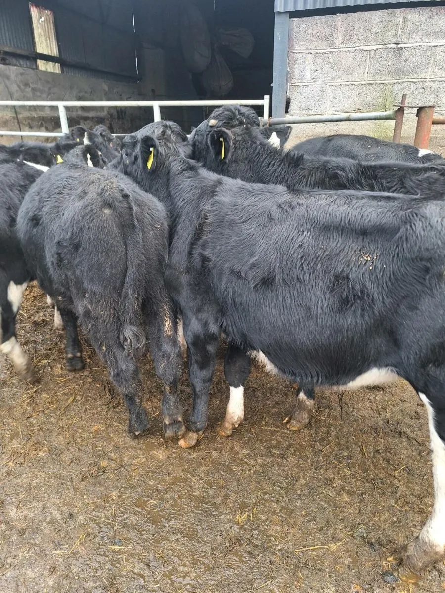 Weanling bulls - Image 3