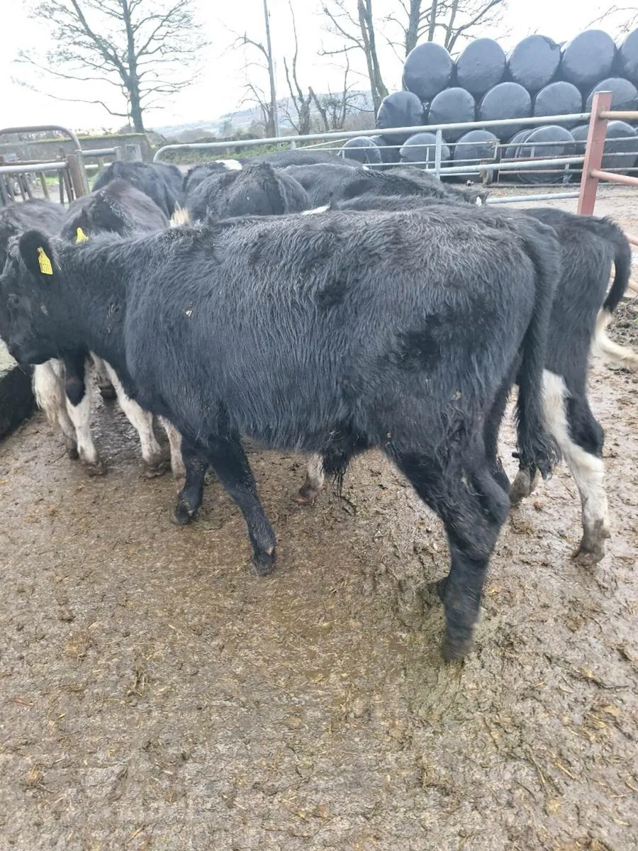 Weanling bulls - Image 4