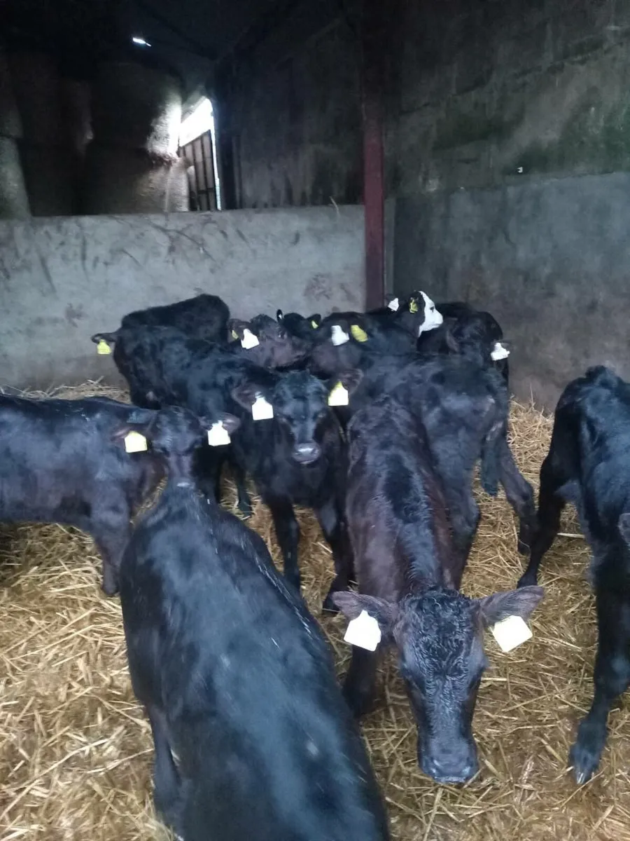 12 smashing angus calves - Image 1