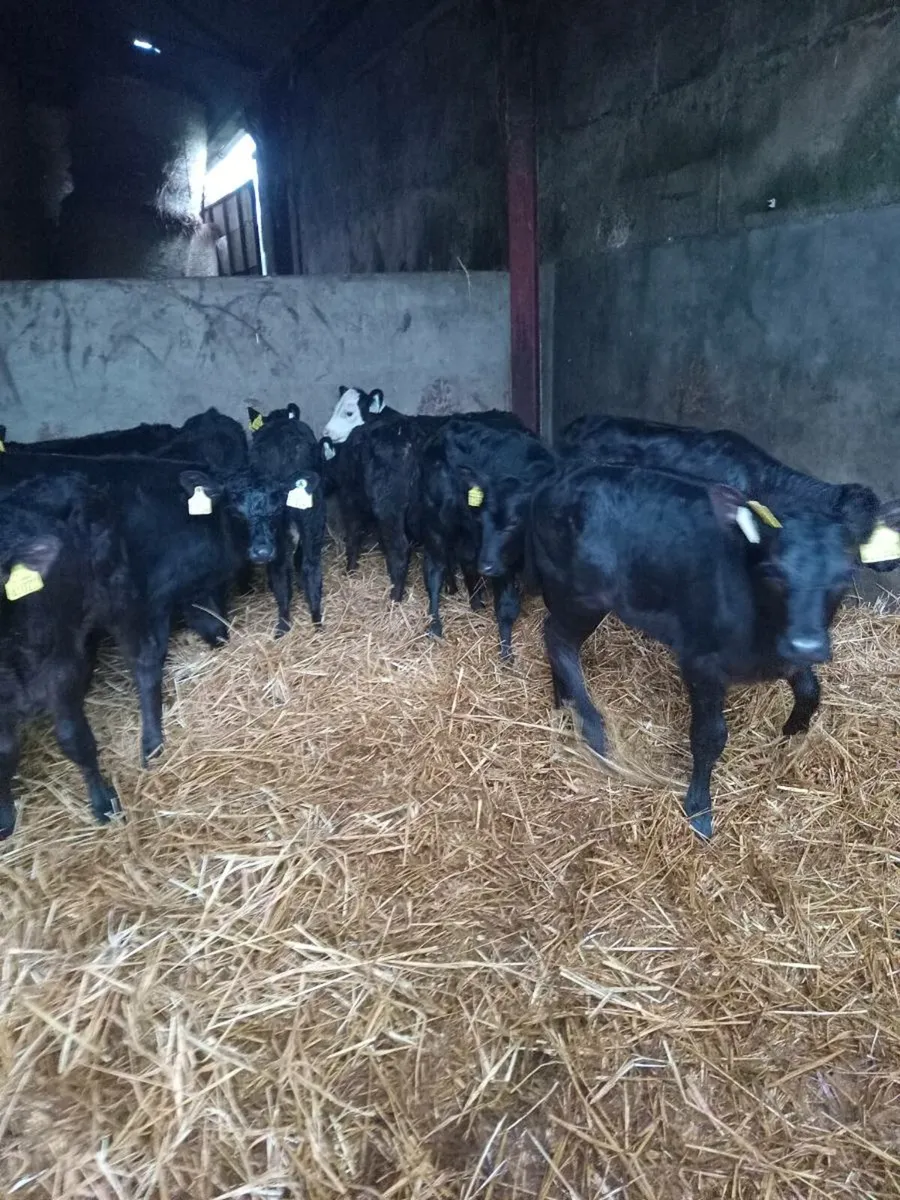 12 smashing angus calves - Image 4