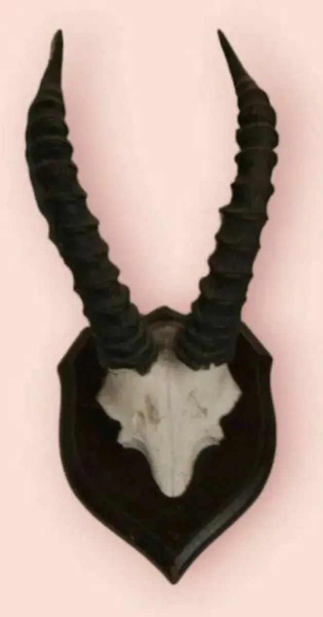 Vintage Taxidermy - Image 2