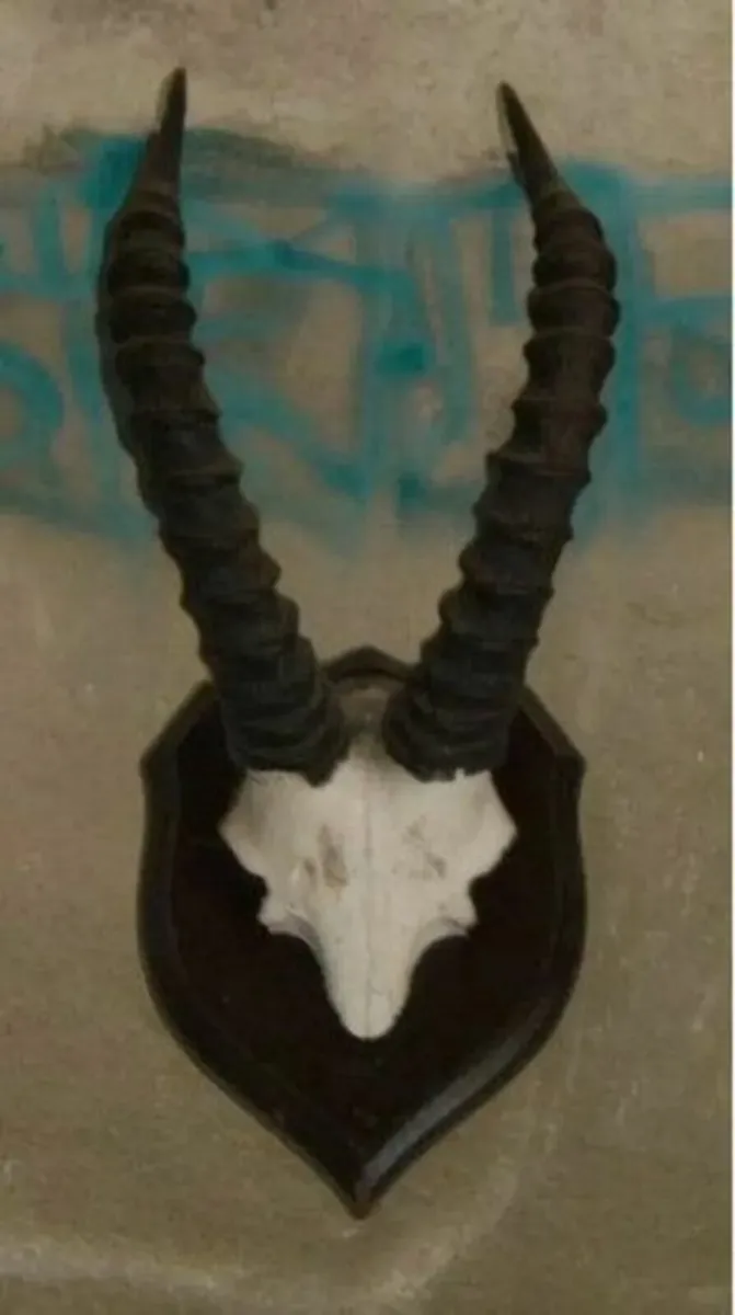 Vintage Taxidermy - Image 3