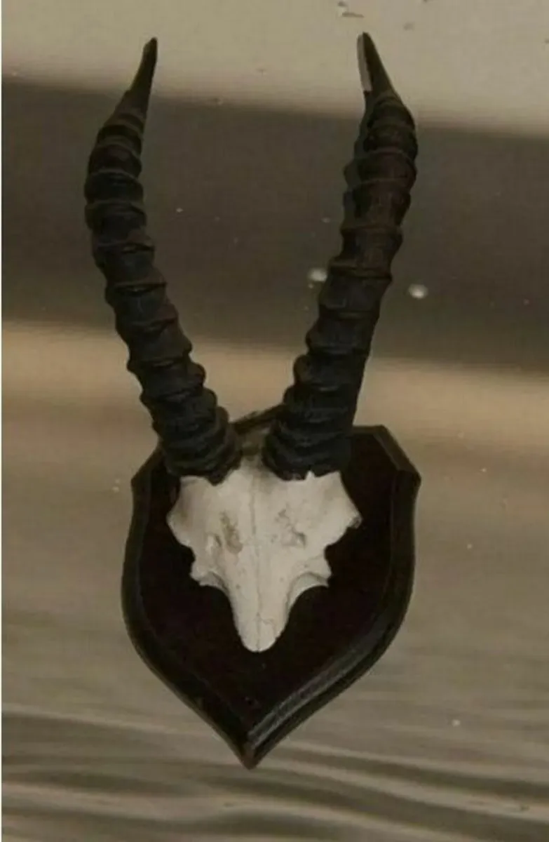 Vintage Taxidermy - Image 4